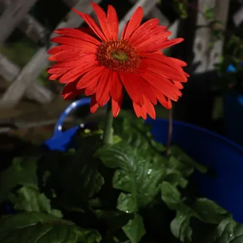 Gerbera Daisy Plant